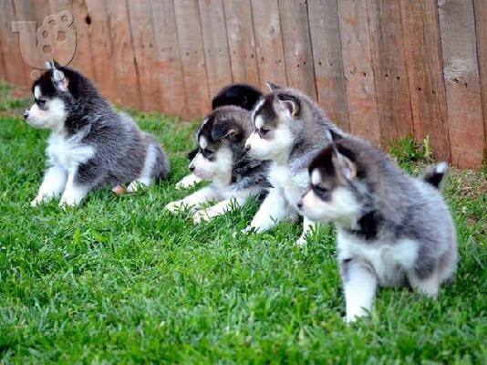 PoulaTo: pomsky puppies for sale male and females